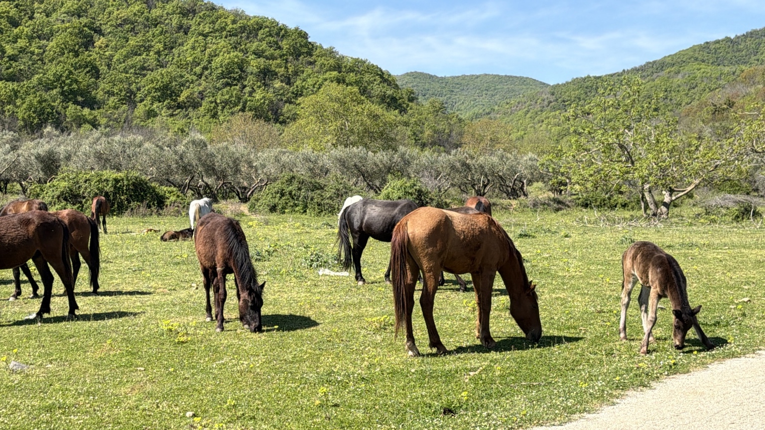 Ομάδα αλόγων και ένα μικρό πουλάρι βόσκουν σε πράσινο ξέφωτο με κίτρινα άνθη, δέντρα και δασωμένες πλαγιές.