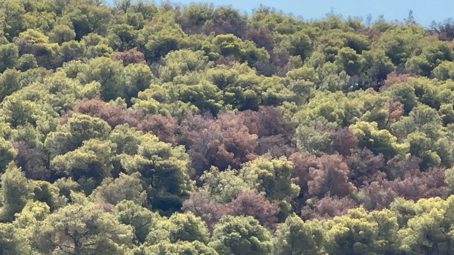 Δασική πλαγιά με πράσινες κορυφές και διάσπαρτα δέντρα με καστανό φύλλωμα.