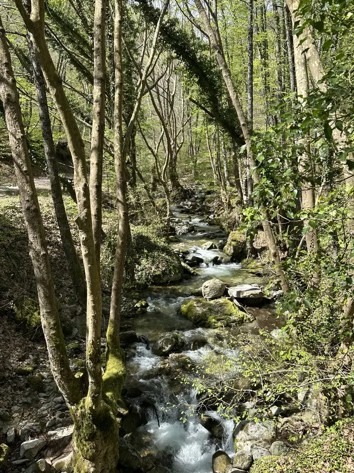 Μικρό ορμητικό υδατόρεμα ανάμεσα σε βράχους και πυκνά δέντρα με ανοιξιάτικη βλάστηση.
