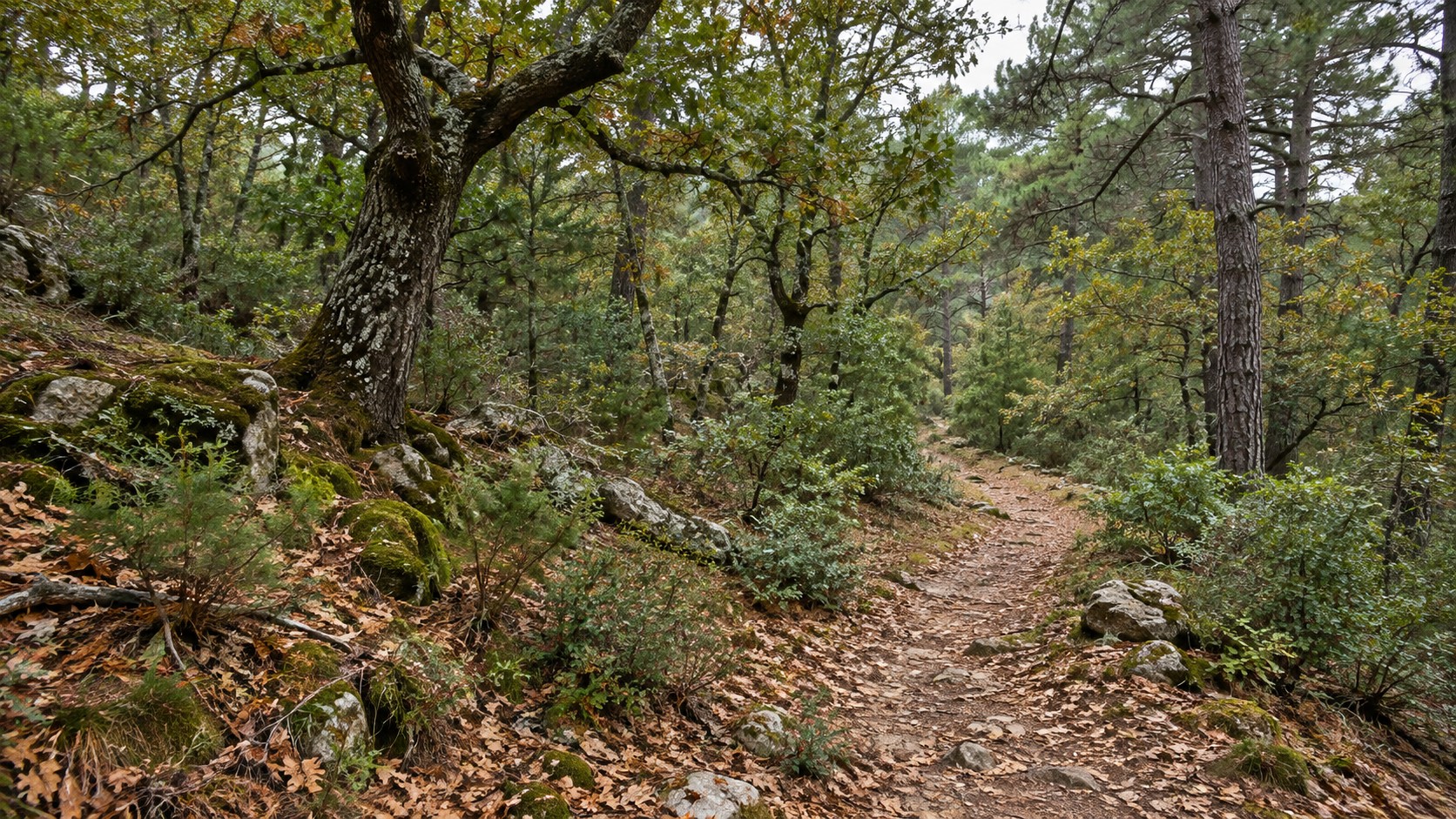 Δασικό μονοπάτι σε μικτό δάσος, ανάμεσα σε δέντρα, βλάστηση και πεσμένα φύλλα.