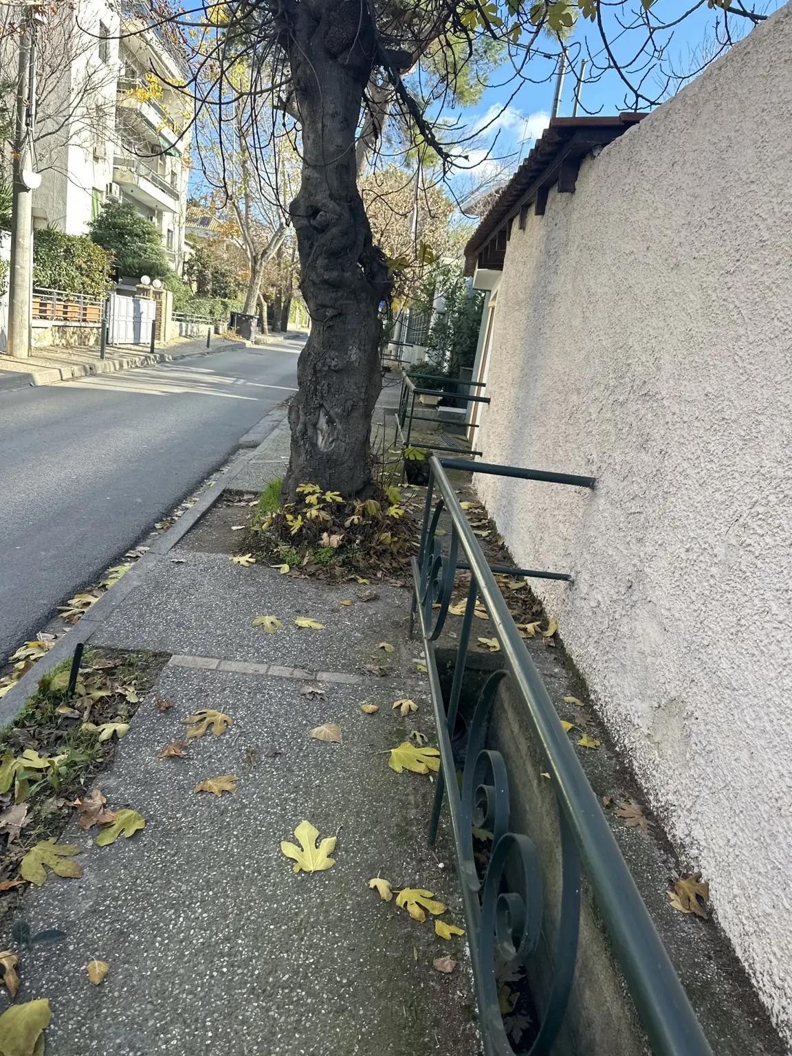 Ώριμο δέντρο που περιορίζει σημαντικά τη διέλευση σε στενό πεζοδρόμιο της Κηφισιάς, δίπλα σε κιγκλίδωμα και τοίχο.
