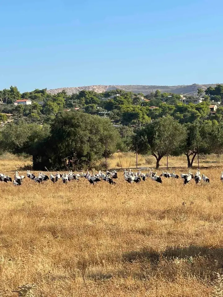 Πολλοί λευκοί πελαργοί συγκεντρωμένοι σε ξηρό αγρό, με ελαιόδεντρα και κατοικίες στο βάθος.