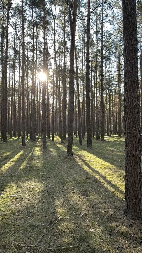 Πευκοδάσος με ψηλούς ευθυτενείς κορμούς και ηλιακό φως που δημιουργεί μακριές σκιές στο έδαφος.