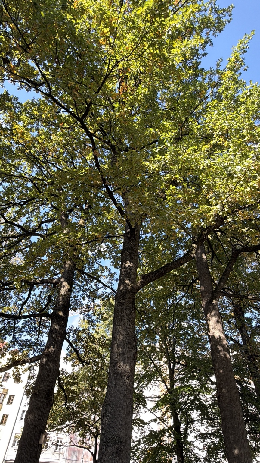 Ψηλοί κορμοί και κλαδιά δέντρων με πράσινα και κίτρινα φύλλα σε πάρκο του Ίνσμπρουκ, με κτίρια της πόλης στο βάθος.
