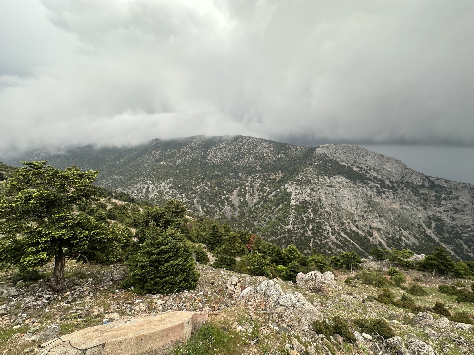 Ορεινό δασικό τοπίο με κωνοφόρα, βραχώδεις πλαγιές και χαμηλή νέφωση.
