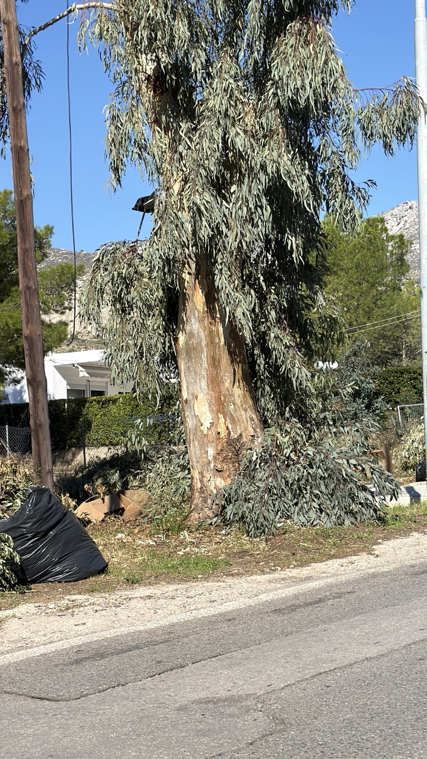 Ευκάλυπτος δίπλα σε δρόμο και στύλους δικτύων, με απολεπιζόμενο φλοιό και κλαδιά, μαύρη σακούλα και χαρτόνια γύρω από τη βάση του.