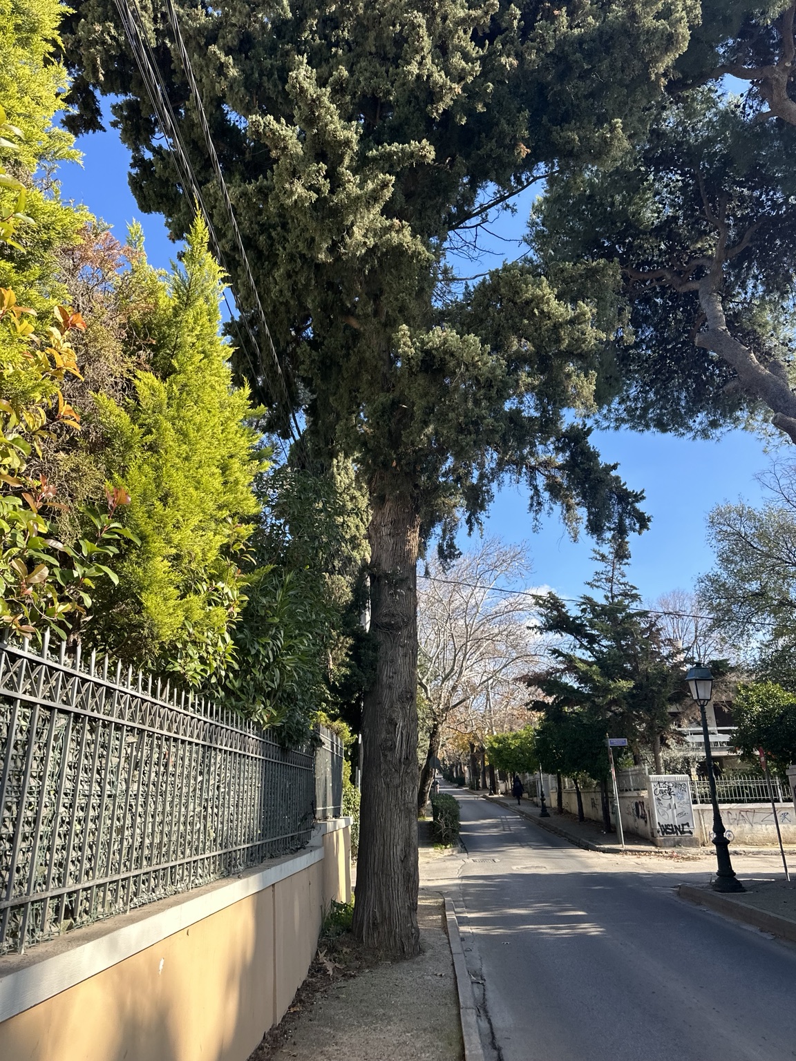Δέντρο σε στενό πεζοδρόμιο της Κηφισιάς δίπλα σε μάντρα και εναέρια καλώδια.