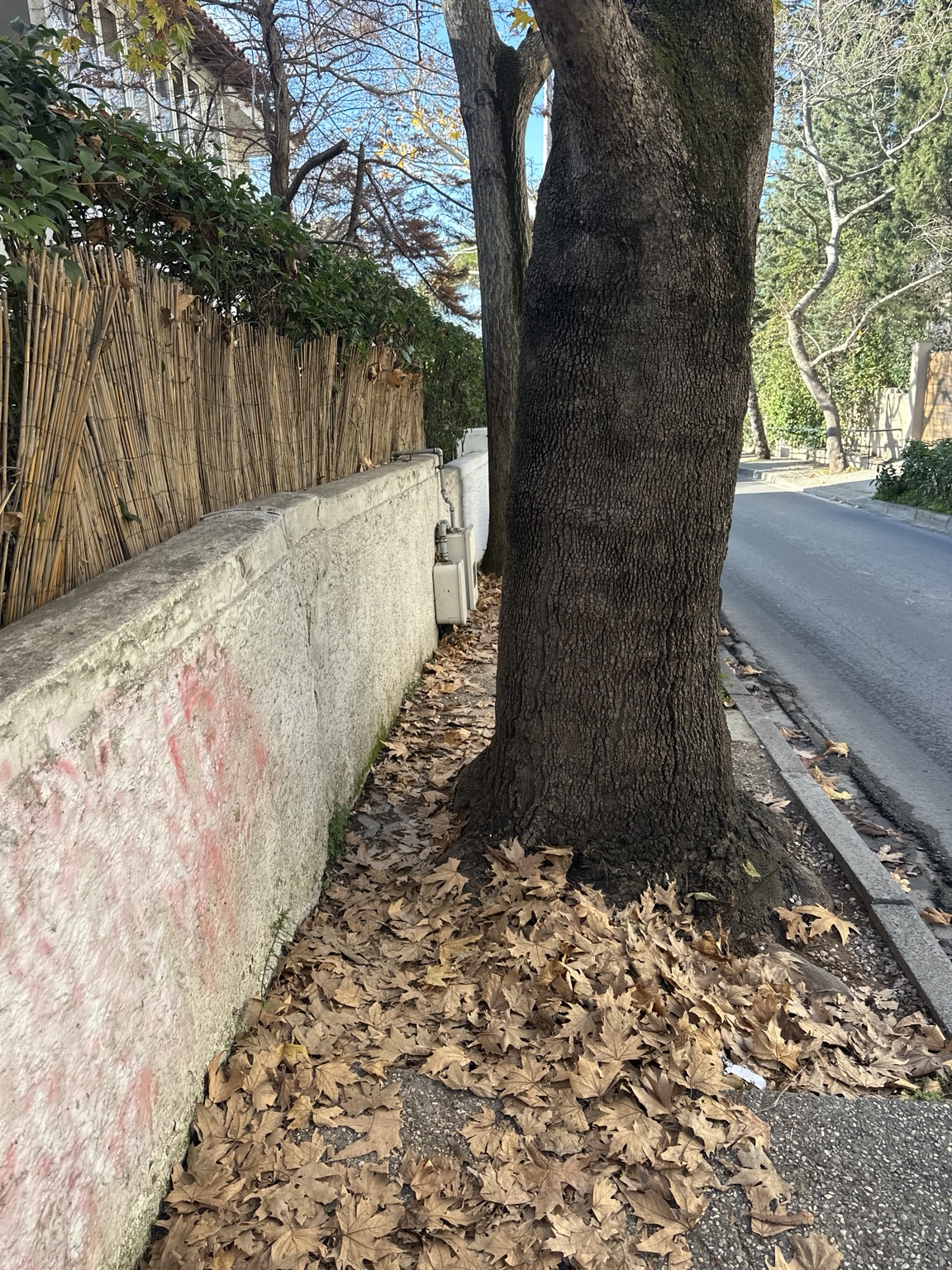 Ο κορμός καταλαμβάνει μεγάλο μέρος της στενής διαδρομής ανάμεσα στη μάντρα και στο κράσπεδο.