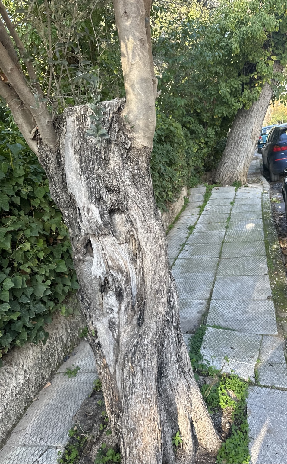 Φθορές και παλιές τομές στον κορμό, με ανώμαλες πλακοστρώσεις γύρω από τη βάση. Η αξιολόγηση απαιτεί αυτοψία.