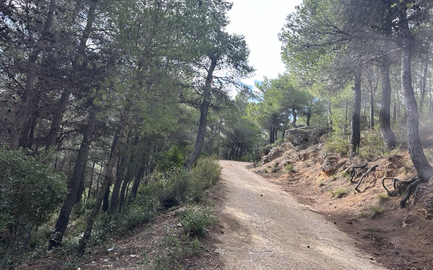 Δασικός δρόμος μέσα σε πευκοδάσος. Η οργανωμένη πρόσβαση και η συστηματική συντήρηση υποστηρίζουν την πρόληψη και την ετοιμότητα δασοπροστασίας. Φωτογραφία: eForest.